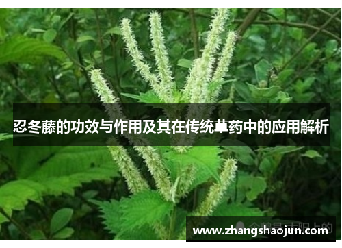 忍冬藤的功效与作用及其在传统草药中的应用解析