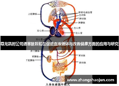 尊龙凯时公司通塞脉颗粒在促进血液循环与改善健康方面的应用与研究